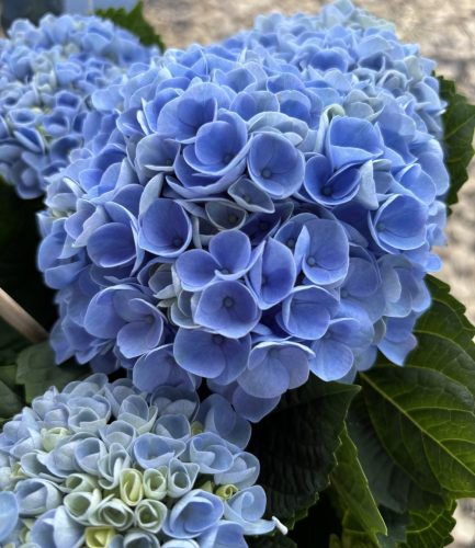 Beltéri hortenzia - Hydrangea Macrophylla Magical Evolution - Blue