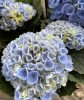 Beltéri hortenzia - Hydrangea Macrophylla Magical Evolution - Blue