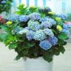 Beltéri hortenzia - Hydrangea Macrophylla Magical Evolution - Blue