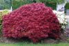 Japán juhar - Acer palmatum "Shaina"