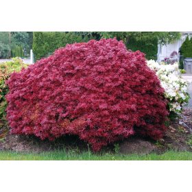 Japán juhar - Acer palmatum "Shaina"