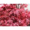 Japán juhar - Acer palmatum "Shaina"