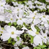 Virágos Som - Cornus florida K5