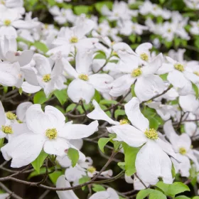 Virágos Som - Cornus florida K5
