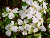 Virágos Som - Cornus florida K5