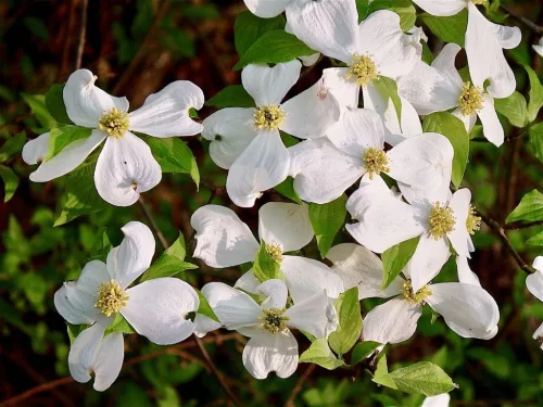 Virágos Som - Cornus florida K5