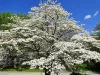 Virágos Som - Cornus florida K5
