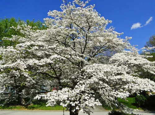 Virágos Som - Cornus florida K5