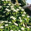 Virágos Som - Cornus florida K5