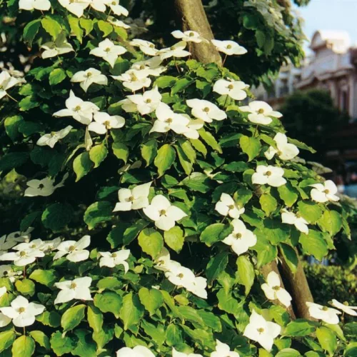 Virágos Som - Cornus florida K5