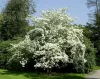 Virágos Som - Cornus florida K5
