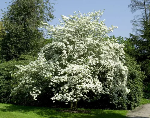 Virágos Som - Cornus florida K5