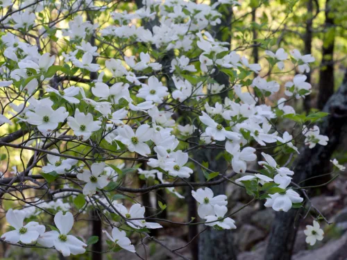 Virágos Som - Cornus florida K5