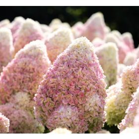   Bugás hortenzia - Hydrangea Paniculata "Living Candy Love"