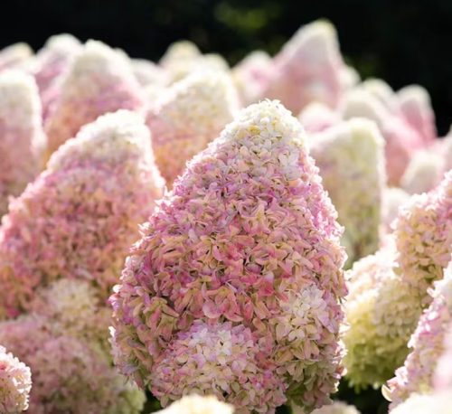 Bugás hortenzia - Hydrangea Paniculata "Living Candy Love"