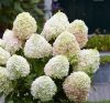 Bugás hortenzia - Hydrangea Paniculata "Living Candy Love"