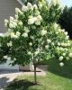 Magastörzsű bugás hortenzia " Grandiflora" - Hydrangea Paniculata - Törzs 80 cm
