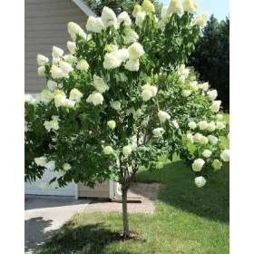 Magastörzsű bugás hortenzia " Grandiflora" - Hydrangea Paniculata 