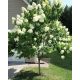 Magastörzsű bugás hortenzia " Grandiflora" - Hydrangea Paniculata - Törzs 80 cm