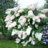 Magastörzsű bugás hortenzia " Grandiflora" - Hydrangea Paniculata - Törzs 80 cm