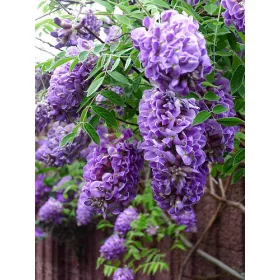 Lilaakác - Wisteria Longwood Purple