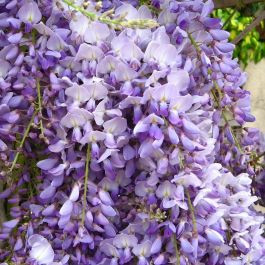 Lilaakác - Wisteria Longwood Purple