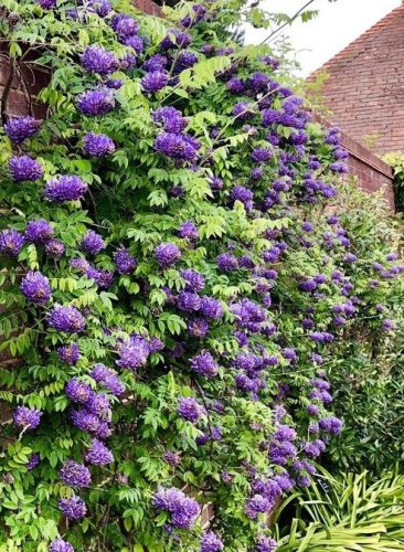 Lilaakác - Wisteria Longwood Purple