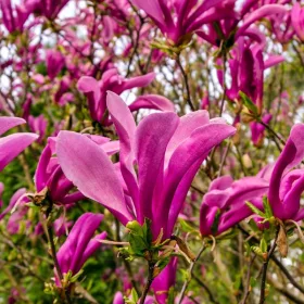 Liliomfa - Magnolia "Susan"