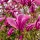 Liliomfa - Magnolia "Susan"