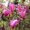 Liliomfa - Magnolia "Susan"