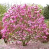 Liliomfa - Magnolia "Susan"