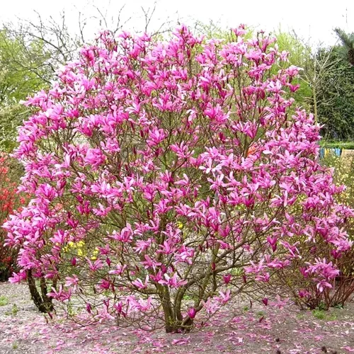 Liliomfa - Magnolia "Susan"
