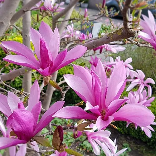 Liliomfa - Magnolia "Susan"