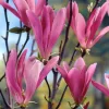 Liliomfa - Magnolia "Susan"