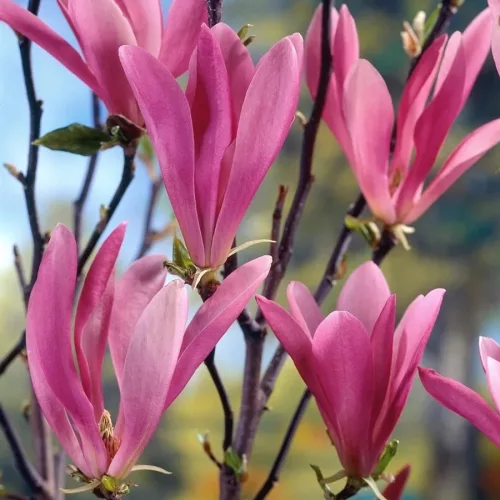 Liliomfa - Magnolia "Susan"