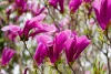 Liliomfa - Magnolia "Susan"