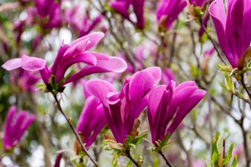 Liliomfa - Magnolia "Susan"