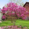 Liliomfa - Magnolia "Susan"