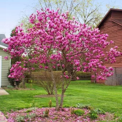 Liliomfa - Magnolia "Susan"