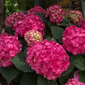   Kerti hortenzia - Hydrangea macrophylla Endless Summer "Summer Love Red"