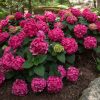 Kerti hortenzia - Hydrangea macrophylla Endless Summer "Summer Love Red"