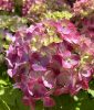 Kerti hortenzia - Hydrangea macrophylla Endless Summer "Summer Love Red"