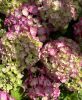 Kerti hortenzia - Hydrangea macrophylla Endless Summer "Summer Love Red"