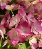 Kerti hortenzia - Hydrangea macrophylla Endless Summer "Summer Love Red"