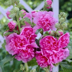   Kerti mályvarózsa - Alcea rosea 'Chater's Double Pink'
