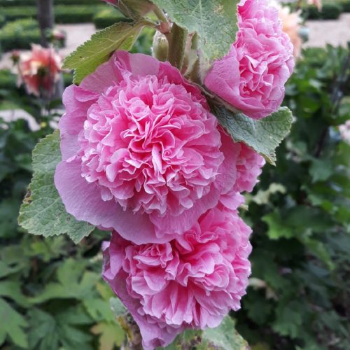 Kerti mályvarózsa - Alcea rosea 'Chater's Double Pink'