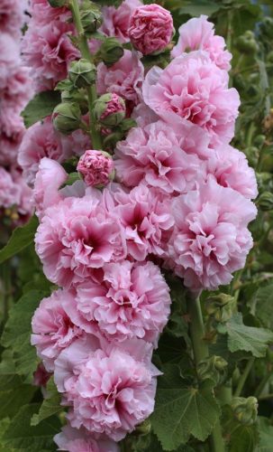 Kerti mályvarózsa - Alcea rosea 'Chater's Double Pink'