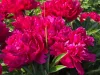 Kétszínű, telt virágú bazsarózsa - Paeonia lactiflora ‘Bouquet Perfect’