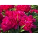 Kétszínű, telt virágú bazsarózsa - Paeonia lactiflora ‘Bouquet Perfect’