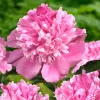 Kétszínű, telt virágú bazsarózsa - Paeonia lactiflora ‘Bouquet Perfect’